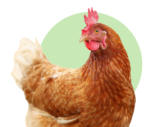 Vers de farine français Ferme de Beaumont • Friandise protéines poules